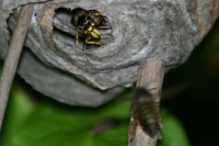 Click for large version